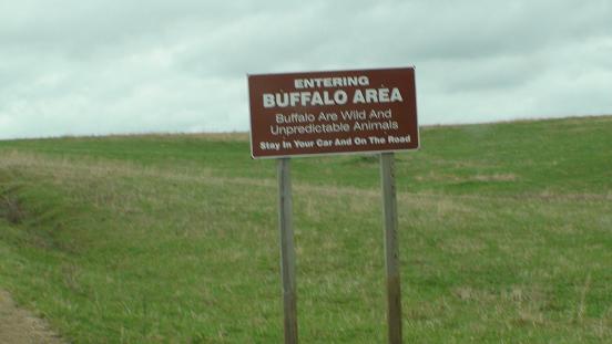 buffalo-area