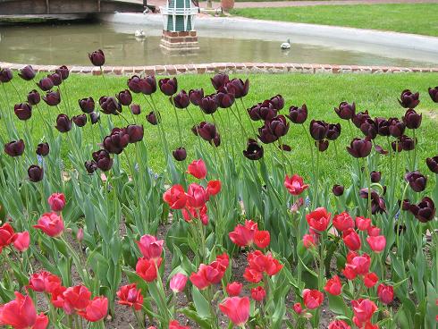 more-black-tulips