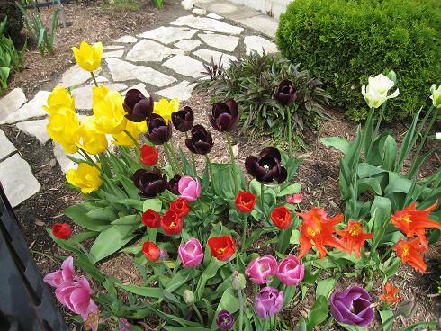 tulip-time-with-black-tulip